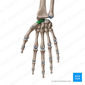 Scaphoid bone (Os scaphoideum); Image: Yousun Koh