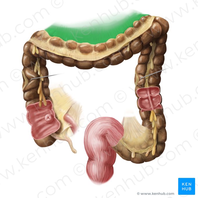 Mesocólon transverso (Mesocolon transversum); Imagem: Begoña Rodriguez