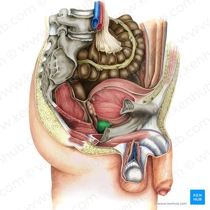 Prostate (Prostata); Image: Irina Münstermann