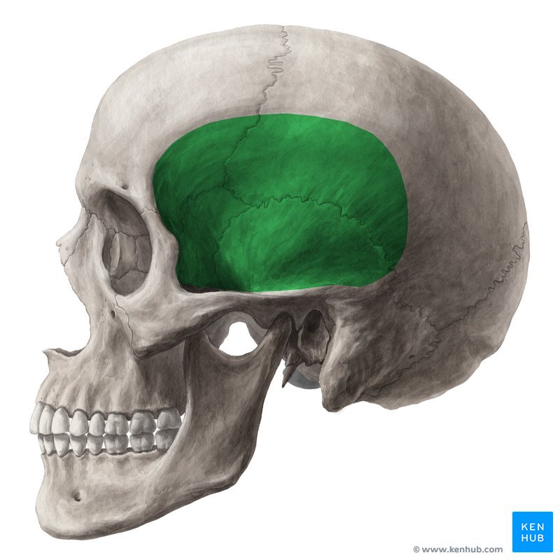 Osso frontal - vista lateral