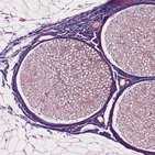 Peripheral nerves