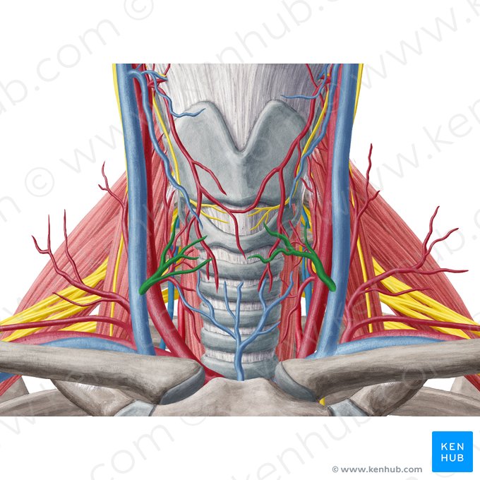 Middle thyroid vein (Vena thyroidea media); Image: Yousun Koh