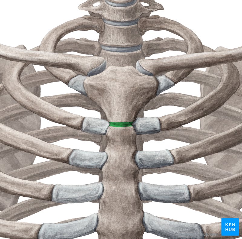 Manubriosternal joint Bones, ligaments, movements Kenhub