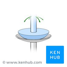 Ellipsoid joint: Anatomy and classification | Kenhub