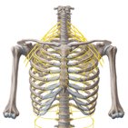 Nerves of the thoracic wall