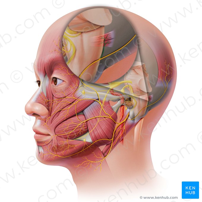 Ramo auricular do nervo auricular posterior (Ramus auricularis nervi auricularis posterioris); Imagem: Paul Kim