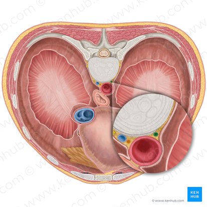 Hemiazygos vein (Vena hemiazygos); Image: Brendon Farley