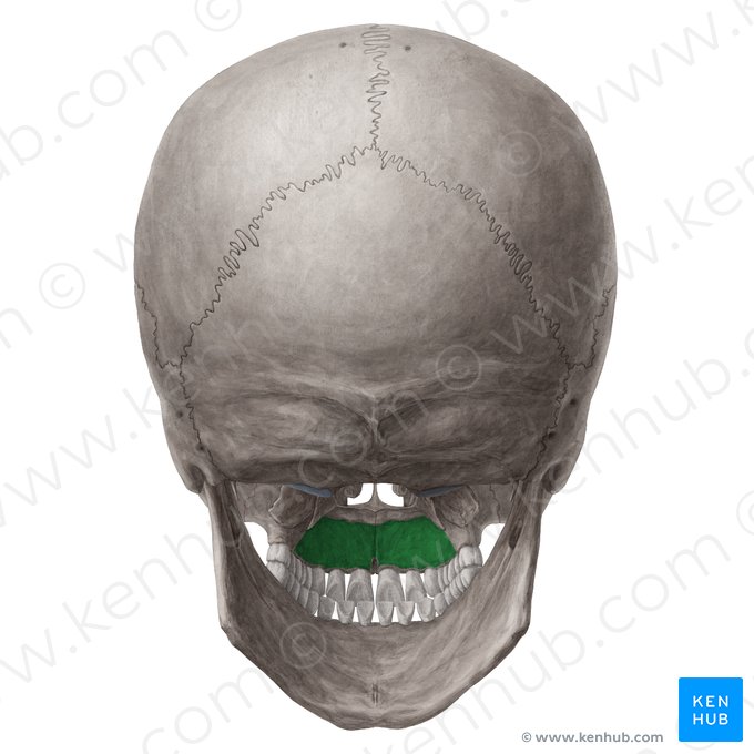 Processus palatinus maxillae (Gaumenfortsatz des Oberkieferknochens); Bild: Yousun Koh