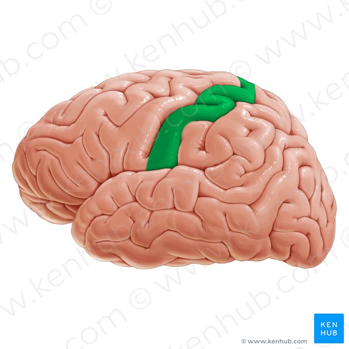 Gyrus postcentral (Gyrus postcentralis); Image : Paul Kim