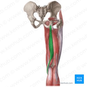 Músculo semitendíneo (Musculus semitendinosus); Imagem: Liene Znotina