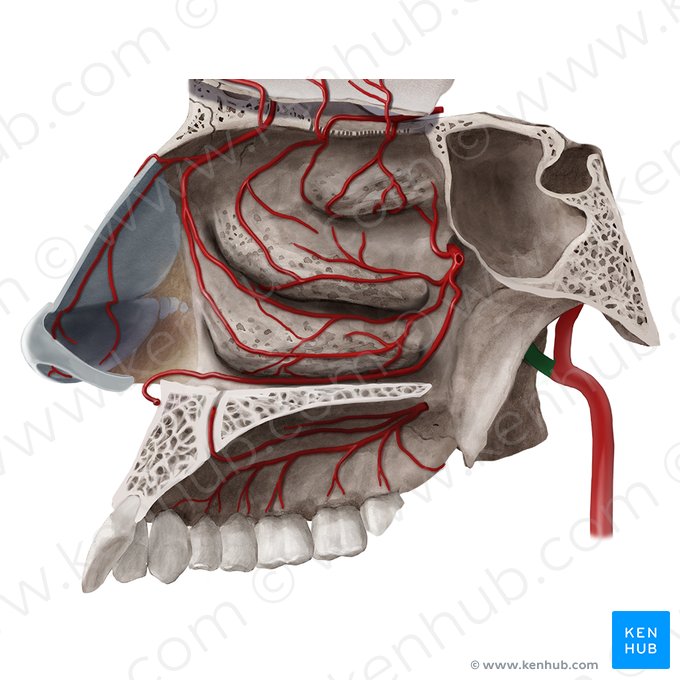 Maxillary artery (Arteria maxillaris); Image: Begoña Rodriguez