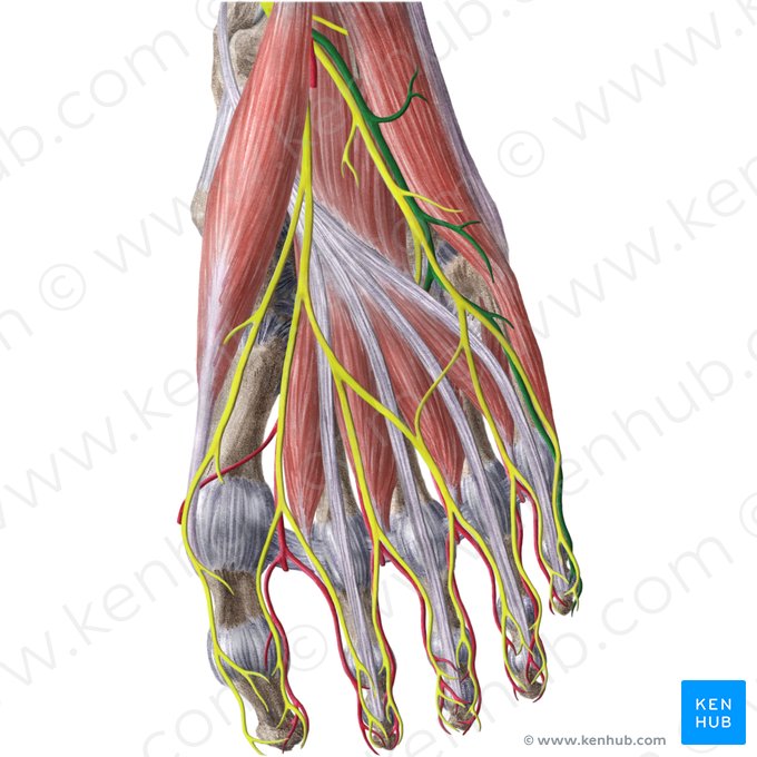 Lateral plantar artery (Arteria plantaris lateralis); Image: Liene Znotina