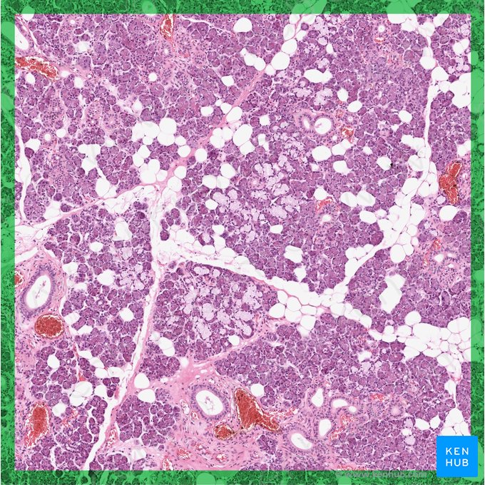 Glândula salivar tubuloalveolar composta mista (Glandula tubuloalveolaris composita); Imagem: 