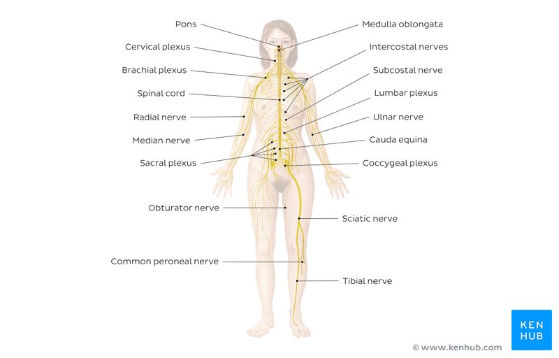 Study the main structures of the nervous system with this handy labeled diagram