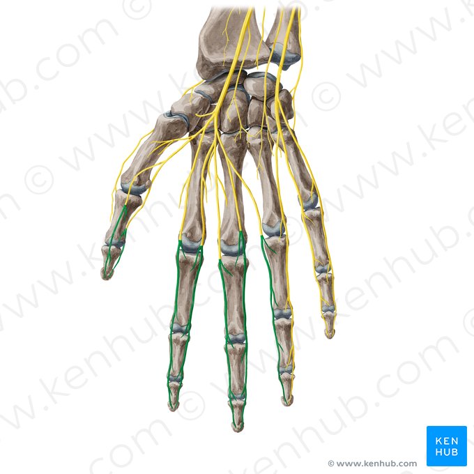 Nervios digitales palmares propios del nervio mediano (Rami digitales palmares proprii nervi mediani); Imagen: Yousun Koh