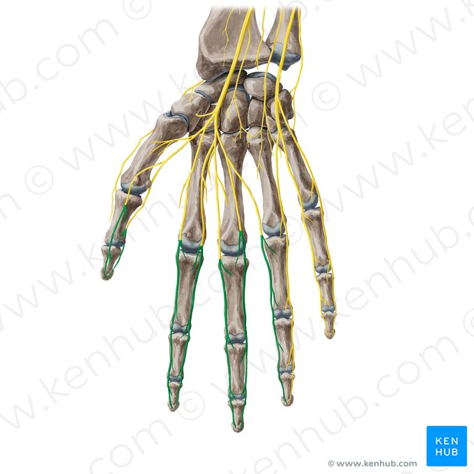 Rameaux digitaux palmaires propres du nerf médian (Rami digitales palmares proprii nervi mediani); Image : Yousun Koh