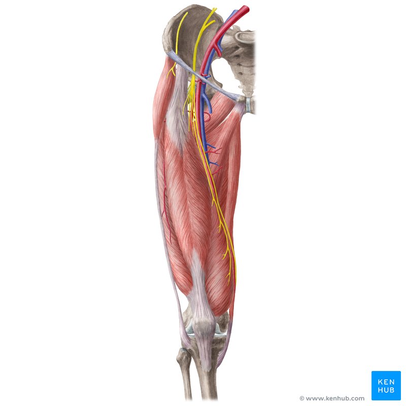Muscles et neurovasculature de la hanche et de la cuisse