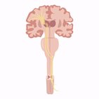Somatosensory pathways