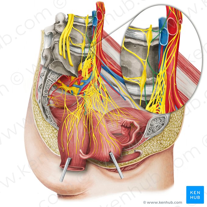 Lumbar splanchnic nerves (Nervi splanchnici lumbales); Image: Irina Münstermann