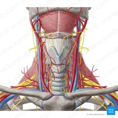 Tronco tirocervical (Truncus thyrocervicalis); Imagen: Yousun Koh