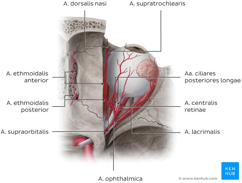 Anatomie der zentralen Netzhautarterie
