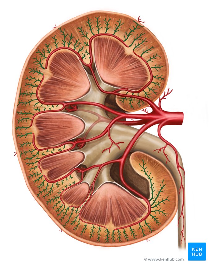 Interlobular arteries of kidney - ventral view