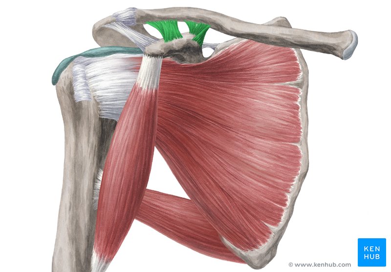 The clavipectoral fascia is a strong fibrous sheet between the pectoralis minor and subclavius muscles.