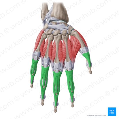 Extensor expansion of hand (Aponeurosis extensoria manus); Image: Paul Kim