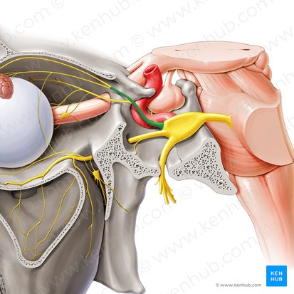 Nervio oftálmico (Nervus ophthalmicus); Imagen: Paul Kim