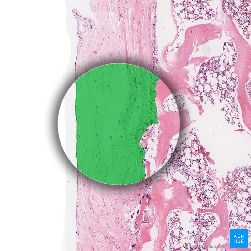 Periosteum - histological slide