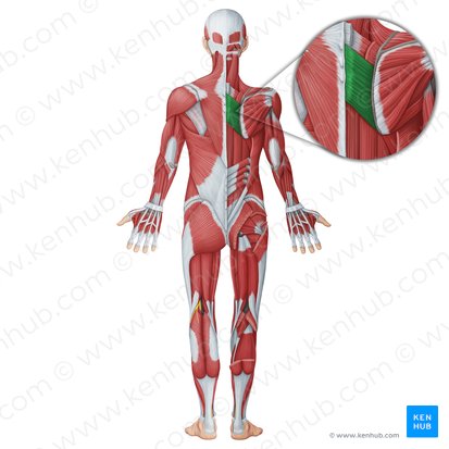 Músculo romboide maior (Musculus rhomboideus major); Imagem: Irina Münstermann