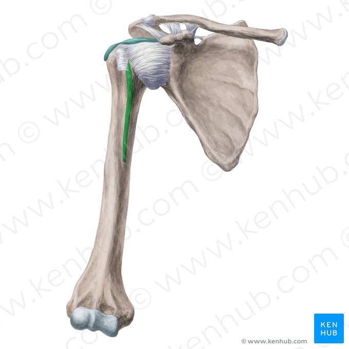 Cresta del tubérculo menor del húmero (Crista tuberculi minoris humeri); Imagen: Yousun Koh