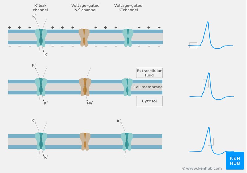 Ions exchange in action potential - diagram