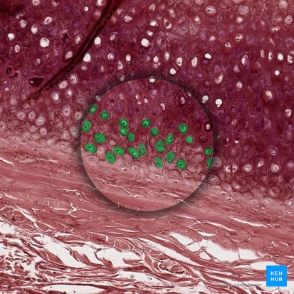 Chondrocyte (Chondrocytus); Image: 