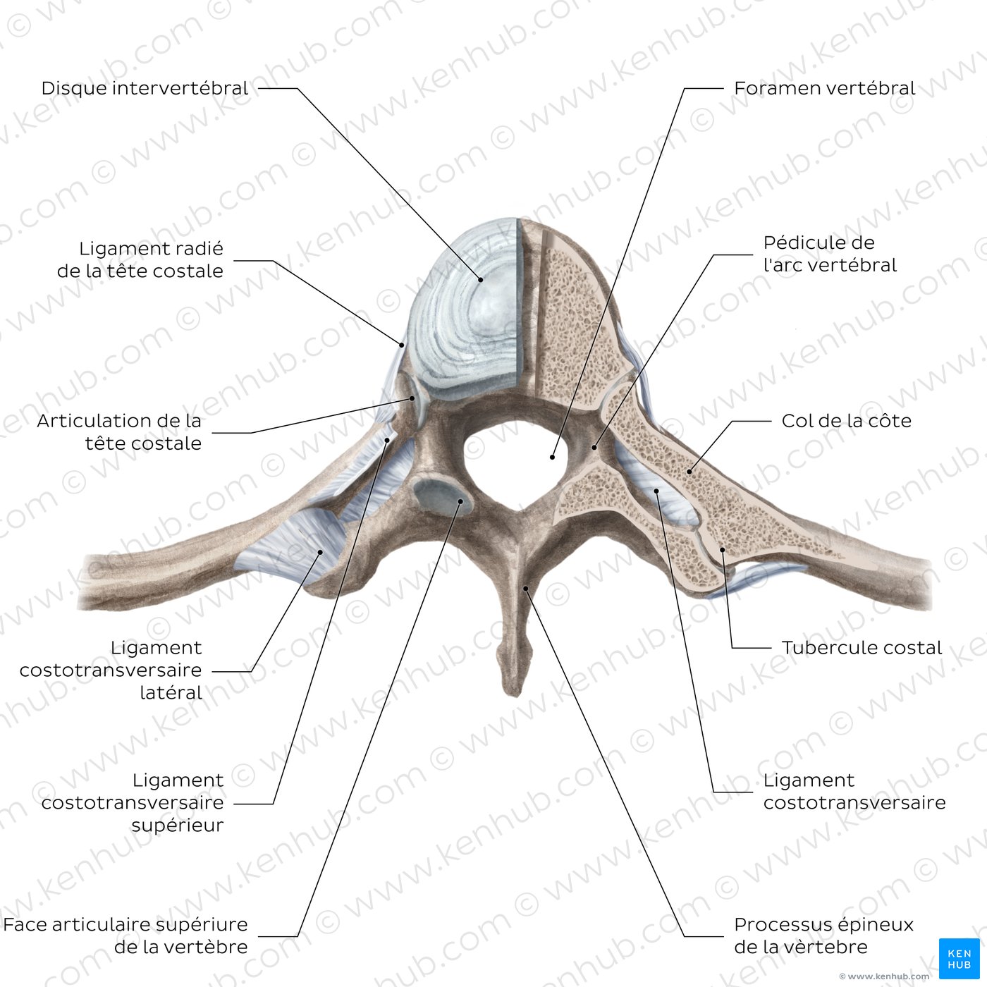Costovertebral joints (transverse section)