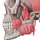 Arteria alveolaris inferior