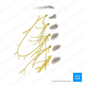 Ramos anteriores de los nervios espinales C1-C4 (Rami anteriores nervorum spinalium C1-C4); Imagen: Paul Kim