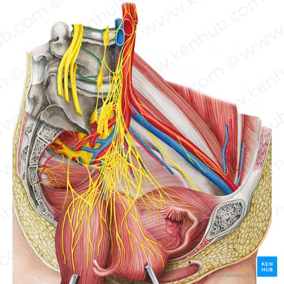 Ramus communicans griseus nervi spinalis (Grauer Verbindungsast des Spinalnervs); Bild: Irina Münstermann