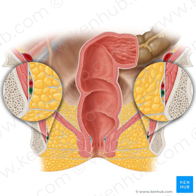 Veia pudenda interna (Vena pudenda interna); Imagem: Samantha Zimmerman