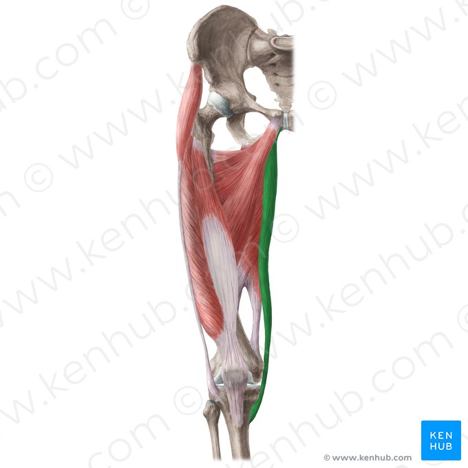 Gracilis muscle (Musculus gracilis); Image: Liene Znotina