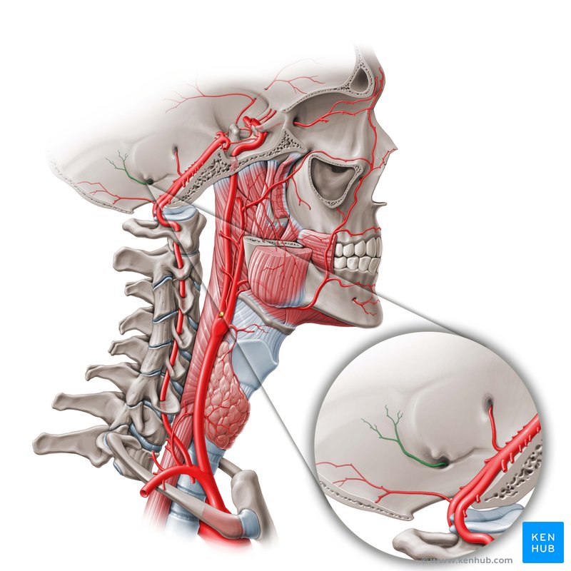Posterior meningeal branch of ascending pharyngeal artery