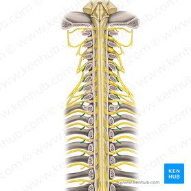 Posterior rami of spinal nerves C4-T4 (Rami posteriores nervorum spinalium C4-T4); Image: Rebecca Betts
