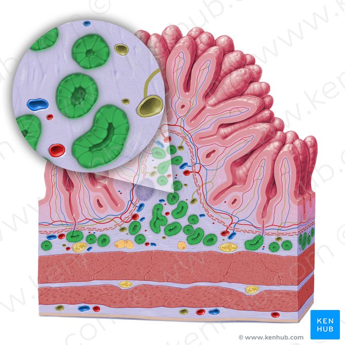 Glandula submucosa duodenalis (Brunner-Drüse); Bild: Paul Kim