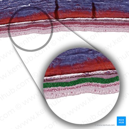 Capa nuclear externa (Stratum nucleare externum); Imagen: 