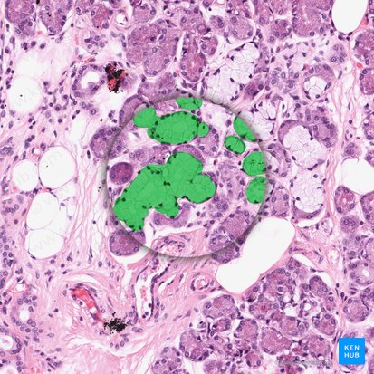 Glándulas mucosas (Glandulae mucosae); Imagen: 
