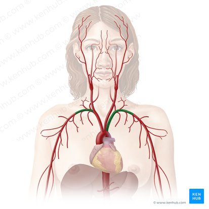 Artéria subclávia (Arteria subclavia); Imagem: Begoña Rodriguez