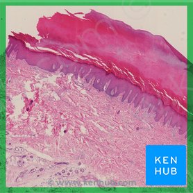 Integumentary system: Definition, diagram and function | Kenhub
