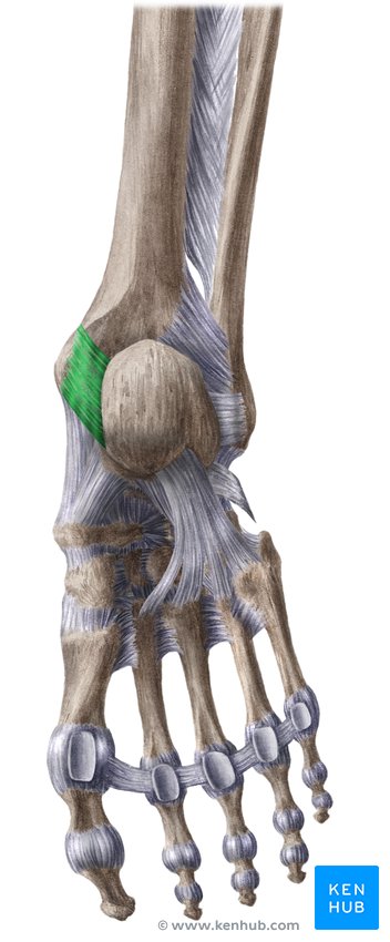 Flexor retinaculum of the foot - dorsal view