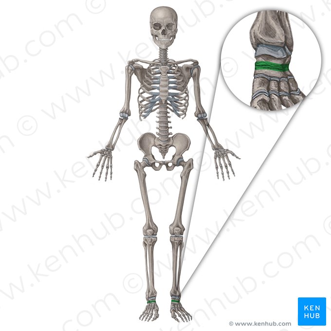 Articulação transversa do tarso (Articulatio transversa tarsi); Imagem: Irina Münstermann