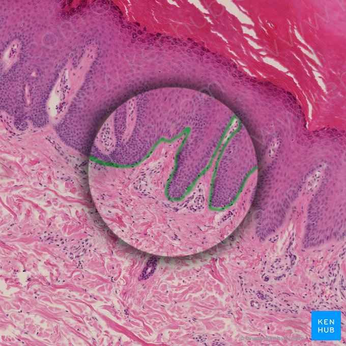 Membrana basal da epiderme (Membrana basalis epidermidis); Imagem: 